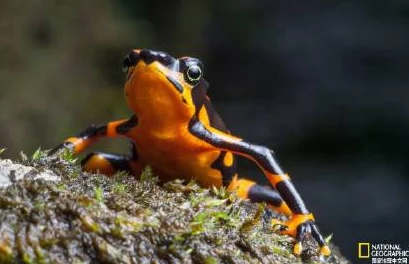 九一九色丨蝌蚪pony可爱，了解这种可爱生物的生活习性、栖息环境和在生态系统中的重要角色