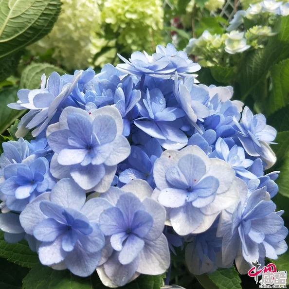 欧美摘花今年春季花卉展览吸引了众多游客参与，展示了多种新奇花卉品种
